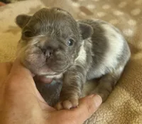 Jiggly puff, a male French Bulldog for sale in San Diego, CA – Photo 1 of 6