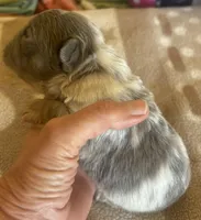 Jiggly puff, a male French Bulldog for sale in San Diego, CA – Photo 3 of 6