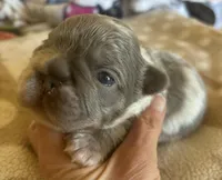 Jiggly puff, a male French Bulldog for sale in San Diego, CA – Photo 2 of 6