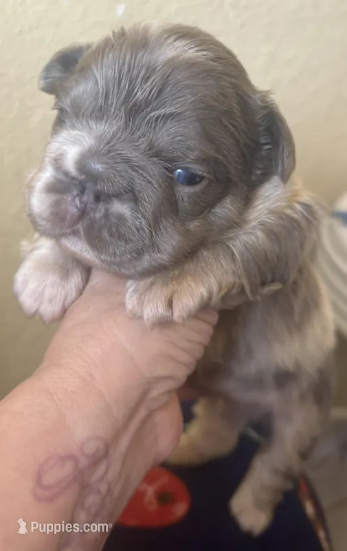 Mr. Fluff – French Bulldog puppy for sale in San Diego, CA