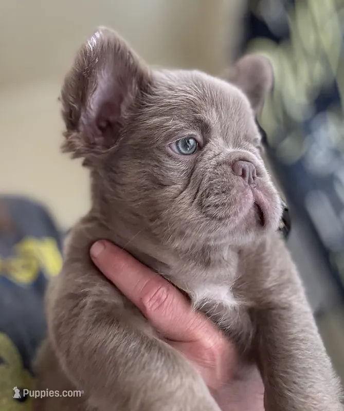 Jack sparrow,Isabella Visual FLUFFY – French Bulldog puppy for sale in San Diego, CA