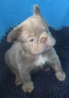 Jack, Isabella Visual FLUFFY, a male French Bulldog for sale in San Diego, CA – 2 of 4