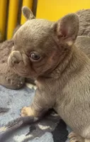 Chance, a male French Bulldog for sale in San Diego, CA – 2 of 6