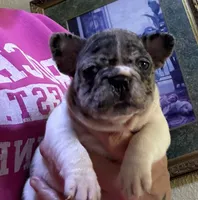 Penny, a female French Bulldog for sale in San Diego, CA – 3 of 5