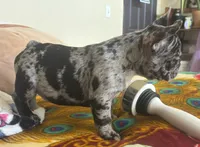 Meatball, a male French Bulldog for sale in San Diego, CA – 2 of 5