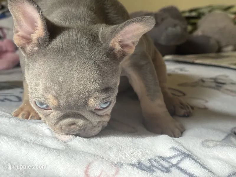 Jackie Be Little  – French Bulldog puppy for sale in San Diego, CA