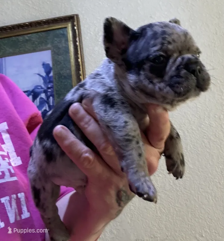 Tater tot – French Bulldog puppy for sale in San Diego, CA