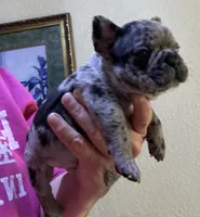Tater tot, a male French Bulldog for sale in San Diego, CA – 1 of 6