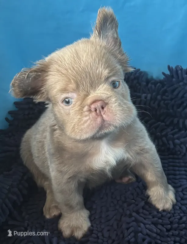 Jack – French Bulldog puppy for sale in San Diego, CA