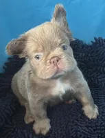 Jack, Isabella Visual FLUFFY, a male French Bulldog for sale in San Diego, CA – 1 of 4