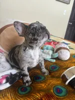 Meatball, a male French Bulldog for sale in San Diego, CA – 3 of 5
