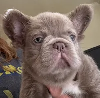 Jack sparrow,Isabella Visual FLUFFY, a male French Bulldog for sale in San Diego, CA – 3 of 4