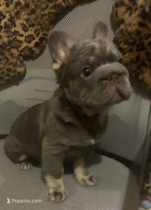 Wolverine – French Bulldog puppy for sale in San Diego, CA