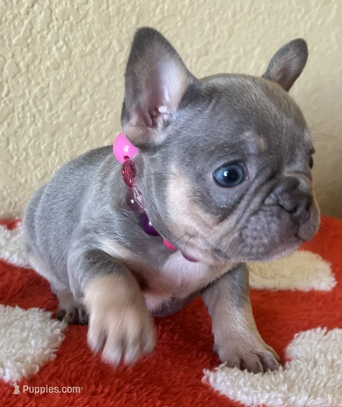 Jackie Be Little  – French Bulldog puppy for sale in San Diego, CA