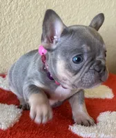 Jackie Be Little , a female French Bulldog for sale in San Diego, CA – 4 of 4