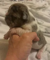 Little-Bit, a female French Bulldog for sale in San Diego, CA – 4 of 5