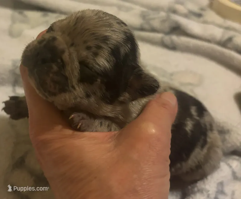 Boo, a male French Bulldog for sale in San Diego, CA – 1 of 2