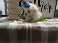 AKC Tait, a male Maltese for sale in Odon, IN – 5 of 8