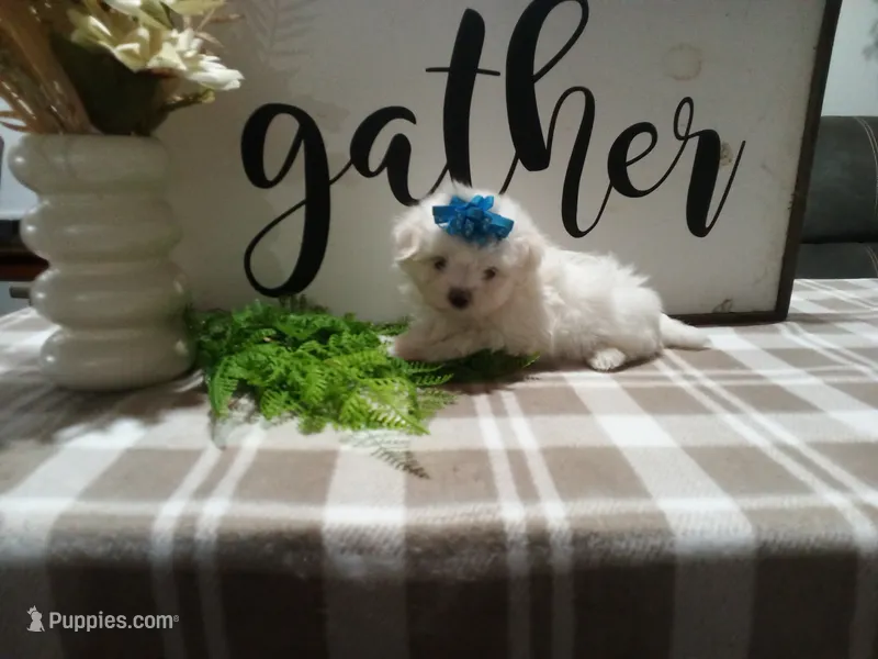 AKC Tait – Maltese puppy for sale in Odon, IN