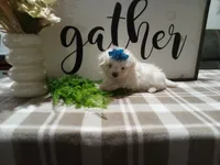 AKC Tait, a male Maltese for sale in Odon, IN – 1 of 8