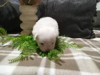 AKC Harley, a male Maltese for sale in Odon, IN – 8 of 10