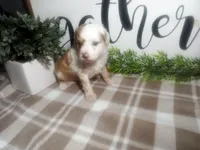 Denver , a male Peekapoo for sale in Odon, IN – 5 of 9