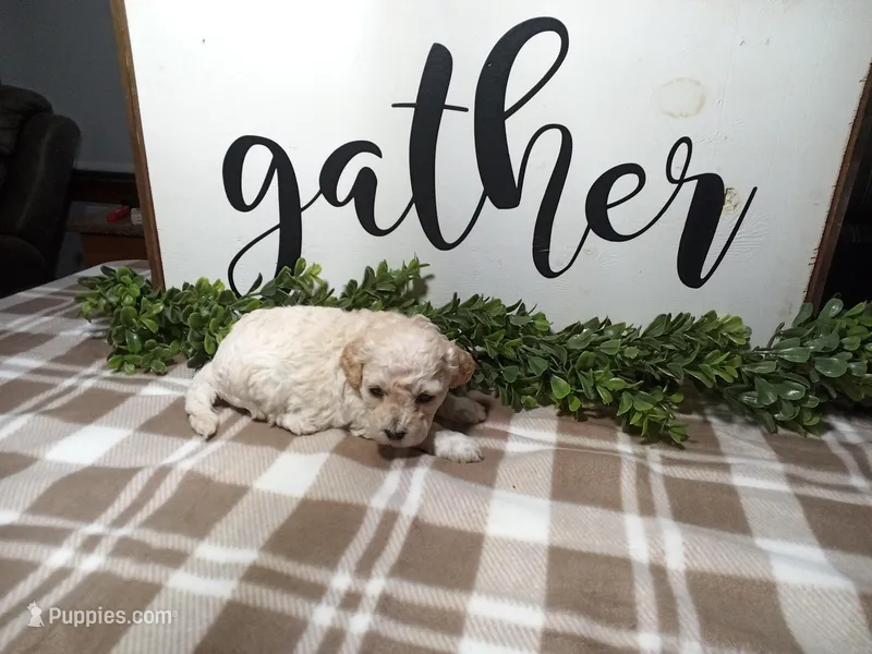 Nico – Maltipoo puppy for sale in Odon, IN