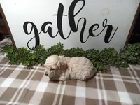 Nico, a male Maltipoo for sale in Odon, IN – Photo 6 of 9