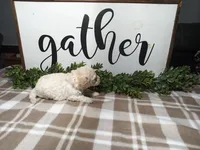 Nico, a male Maltipoo for sale in Odon, IN – Photo 3 of 9