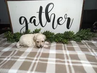 Nico, a male Maltipoo for sale in Odon, IN – Photo 4 of 9
