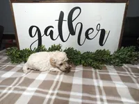 Nico, a male Maltipoo for sale in Odon, IN – Photo 2 of 9