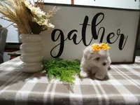 AKC Tank, a male Maltese for sale in Odon, IN – 7 of 8