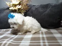 AKC Bandit, a male Maltese for sale in Odon, IN – 3 of 7