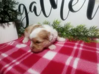 Dawn, a female Peekapoo for sale in Odon, IN – 3 of 10