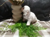 AKC Harley, a male Maltese for sale in Odon, IN – 5 of 10