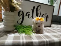 AKC Tank, a male Maltese for sale in Odon, IN – 4 of 8