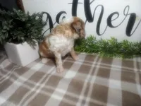 Denver , a male Peekapoo for sale in Odon, IN – 6 of 9