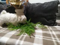 AKC Hank, a male Maltese for sale in Odon, IN – 3 of 6