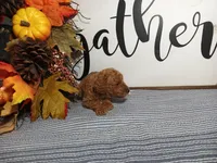 Joey, a male Poodle - Toy  for sale in Odon, IN – Photo 1 of 6