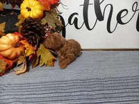 Joey, a male Poodle - Toy  for sale in Odon, IN – Photo 3 of 6