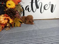 Joey, a male Poodle - Toy  for sale in Odon, IN – Photo 2 of 6