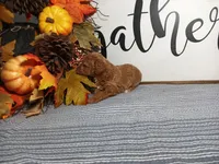 Joey, a male Poodle - Toy  for sale in Odon, IN – Photo 5 of 6