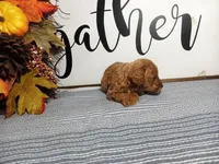 Joey, a male Poodle - Toy  for sale in Odon, IN – Photo 4 of 6