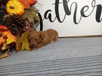 Joey, a male Poodle - Toy  for sale in Odon, IN – Photo 6 of 6