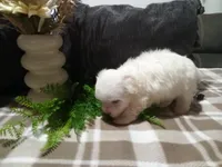 AKC Hazel, a female Maltese for sale in Odon, IN – 2 of 9
