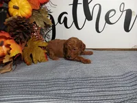 Jewel, a female Poodle - Toy  for sale in Odon, IN – Photo 2 of 7