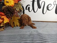 Jewel, a female Poodle - Toy  for sale in Odon, IN – Photo 3 of 7