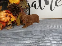 Jewel, a female Poodle - Toy  for sale in Odon, IN – Photo 7 of 7