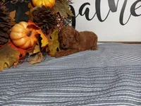 Jewel, a female Poodle - Toy  for sale in Odon, IN – Photo 1 of 7