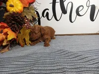 Jewel, a female Poodle - Toy  for sale in Odon, IN – Photo 5 of 7